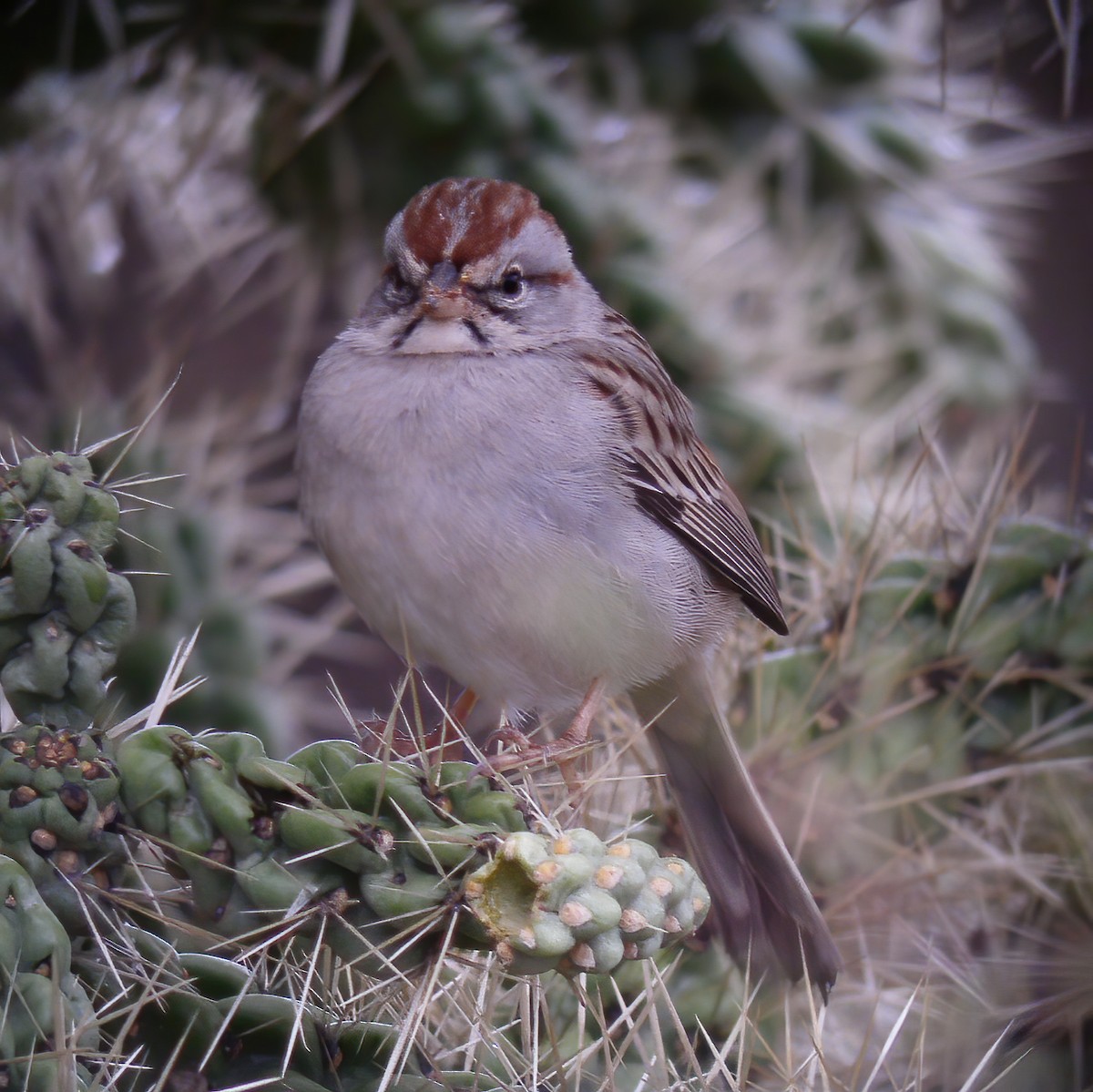 Rufous-winged Sparrow - ML609036056