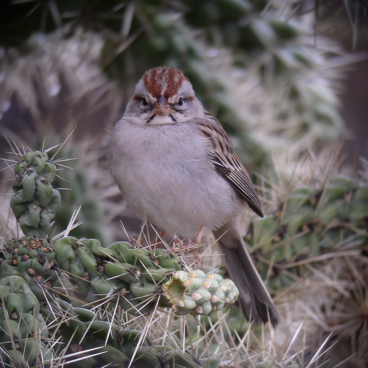 Rufous-winged Sparrow - ML609036057