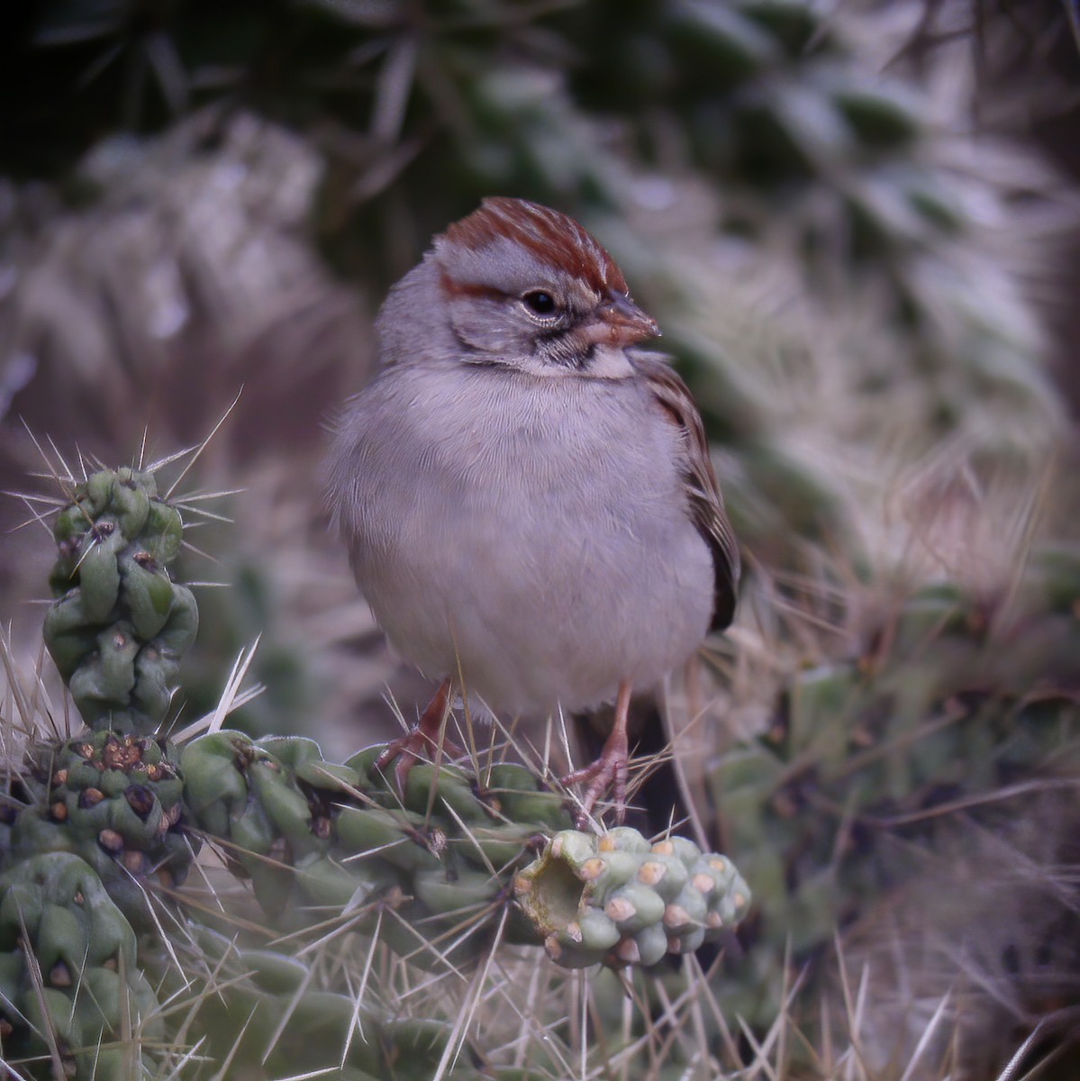 Rufous-winged Sparrow - ML609036058