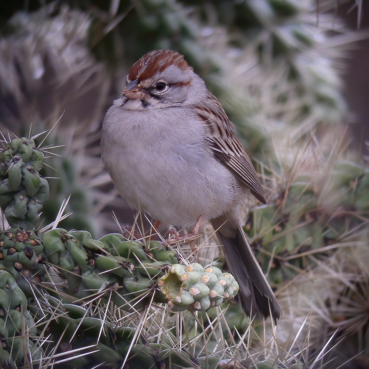 Rufous-winged Sparrow - ML609036059