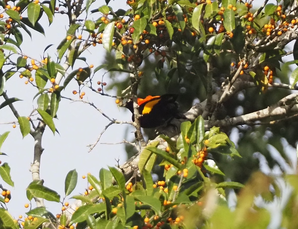 Fire-maned Bowerbird - ML609036067