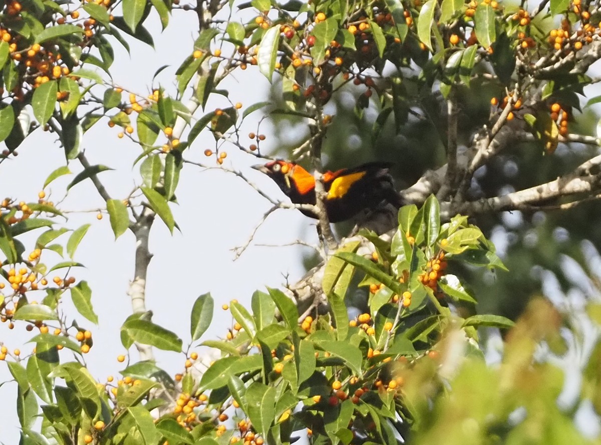 Fire-maned Bowerbird - ML609036069