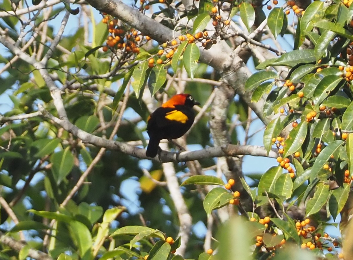 Fire-maned Bowerbird - ML609036111