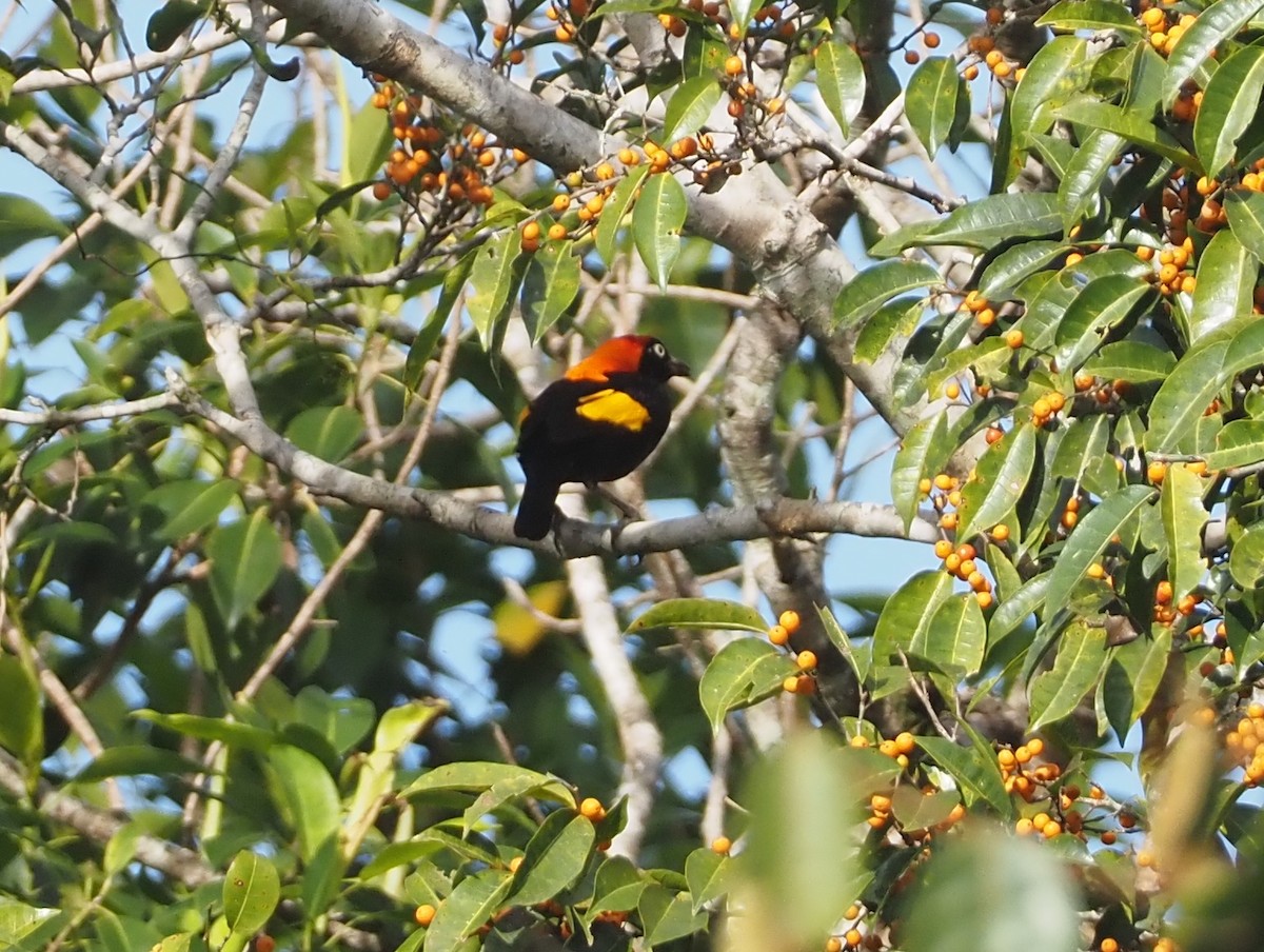 Fire-maned Bowerbird - ML609036114