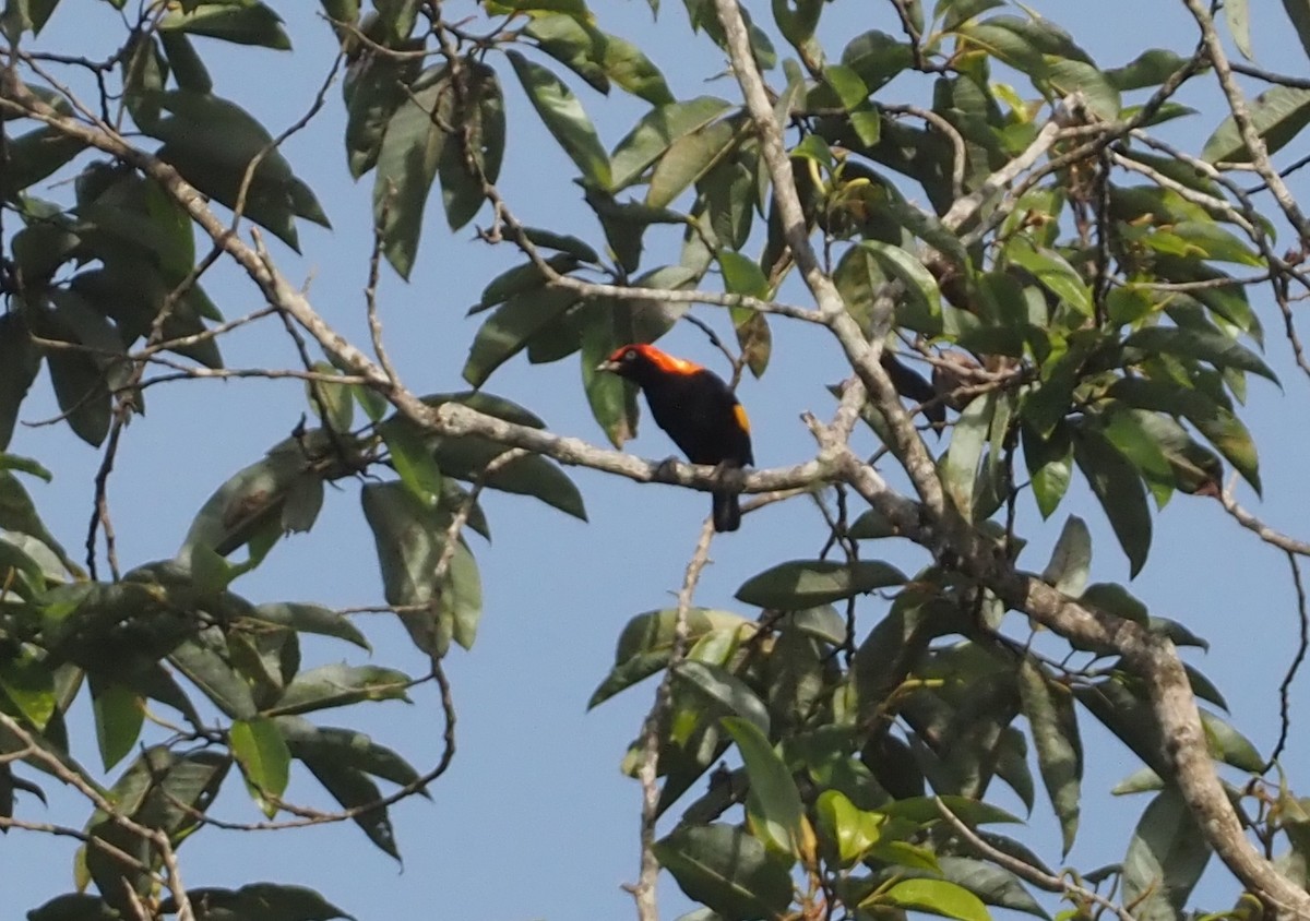 Fire-maned Bowerbird - ML609036124