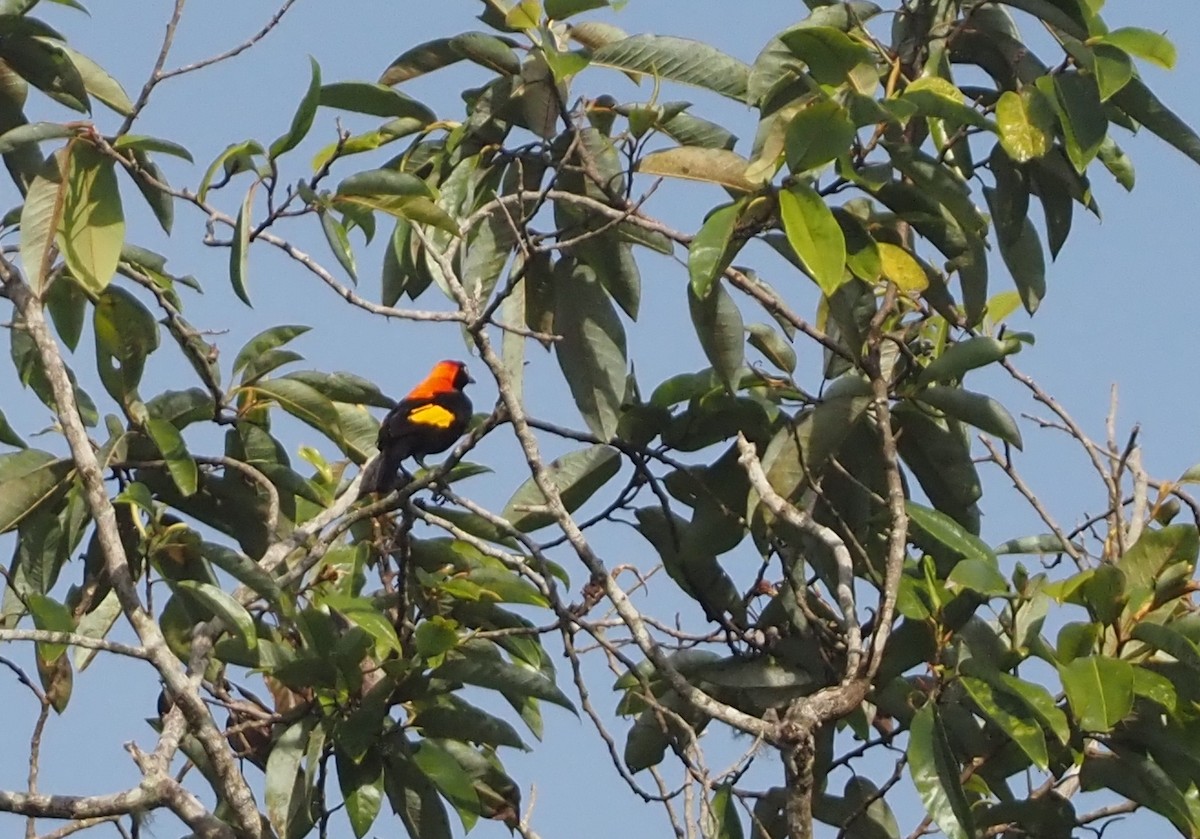 Fire-maned Bowerbird - ML609036141