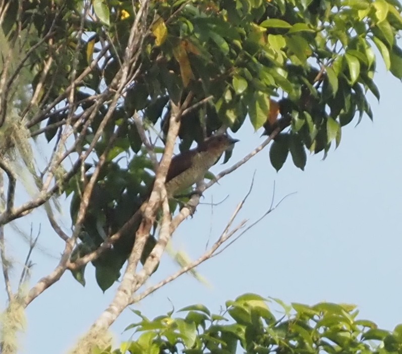 Fire-maned Bowerbird - ML609036178