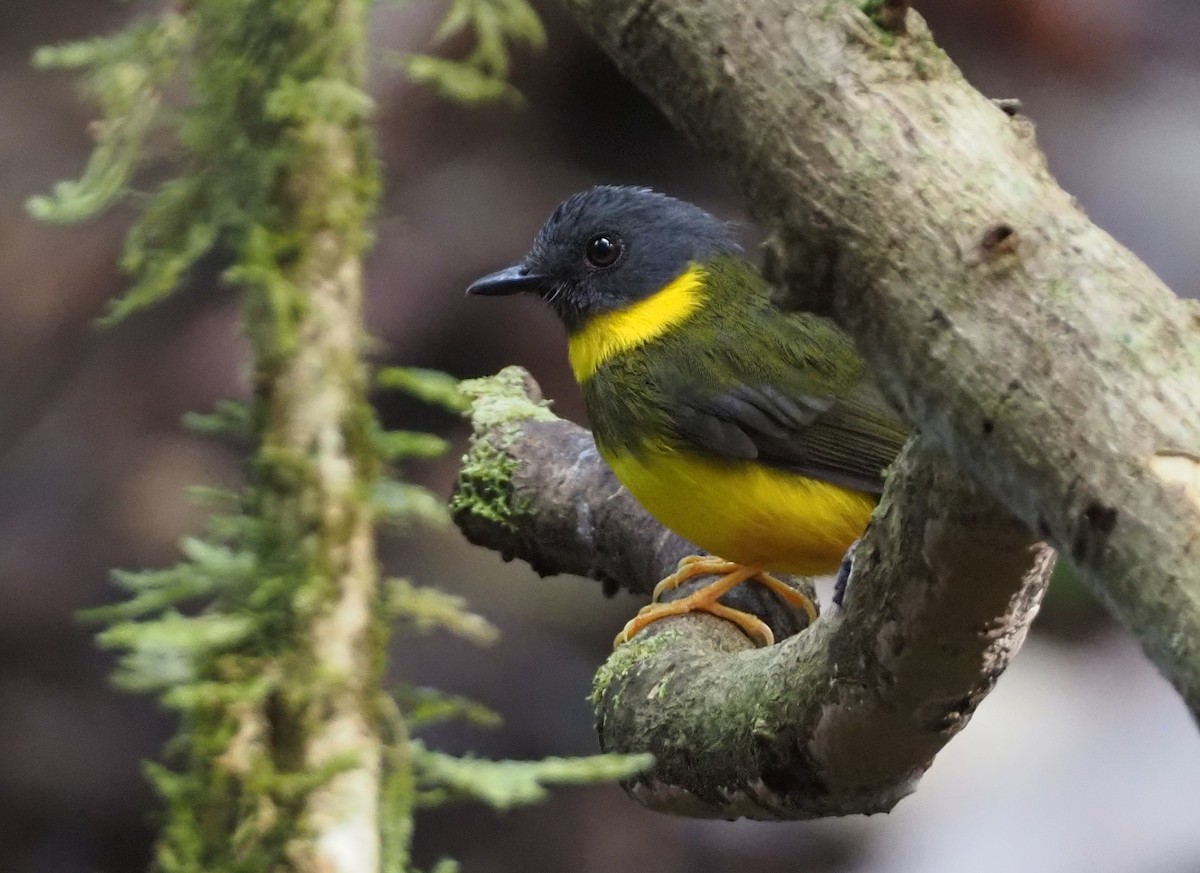 Banded Yellow Robin - ML609036215