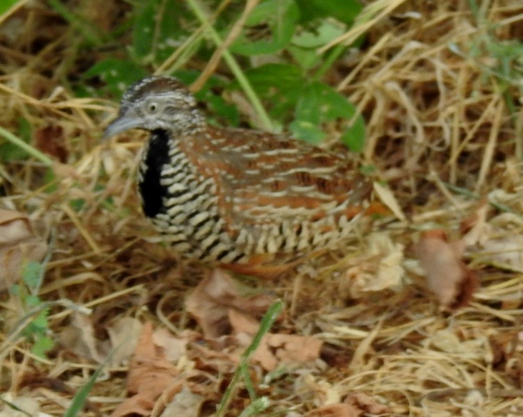 Barred Buttonquail - ML609036275