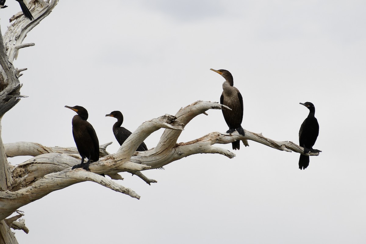 Neotropic Cormorant - Jon Orona