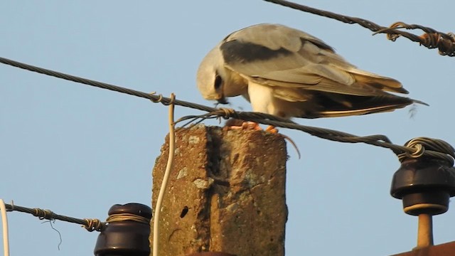 Black-winged Kite - ML609036286