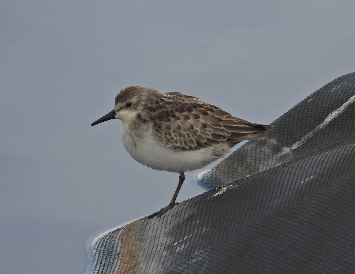 Semipalmated Sandpiper - ML609036299