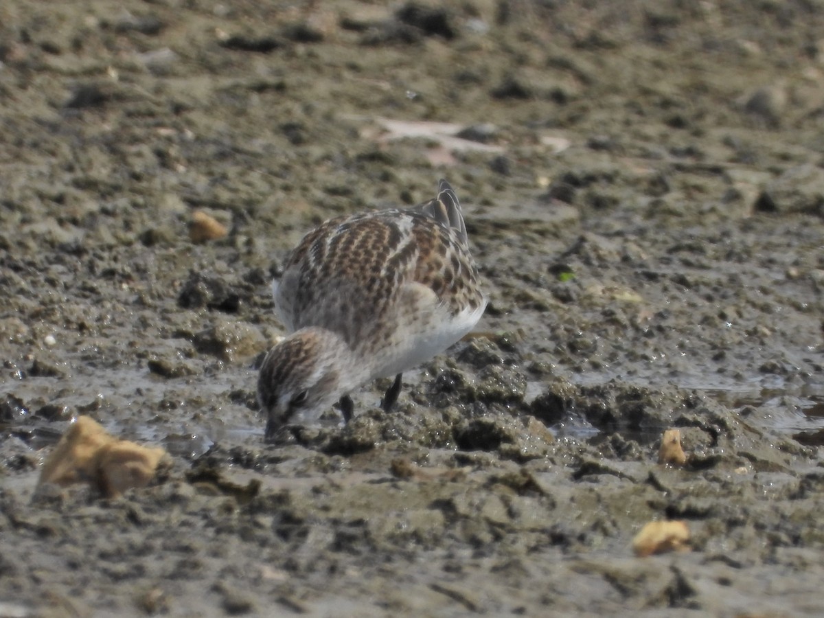 Semipalmated Sandpiper - ML609036301