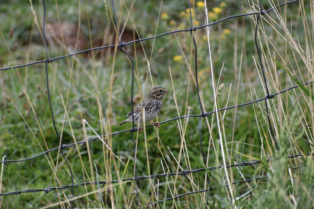 Savannah Sparrow - ML609036349