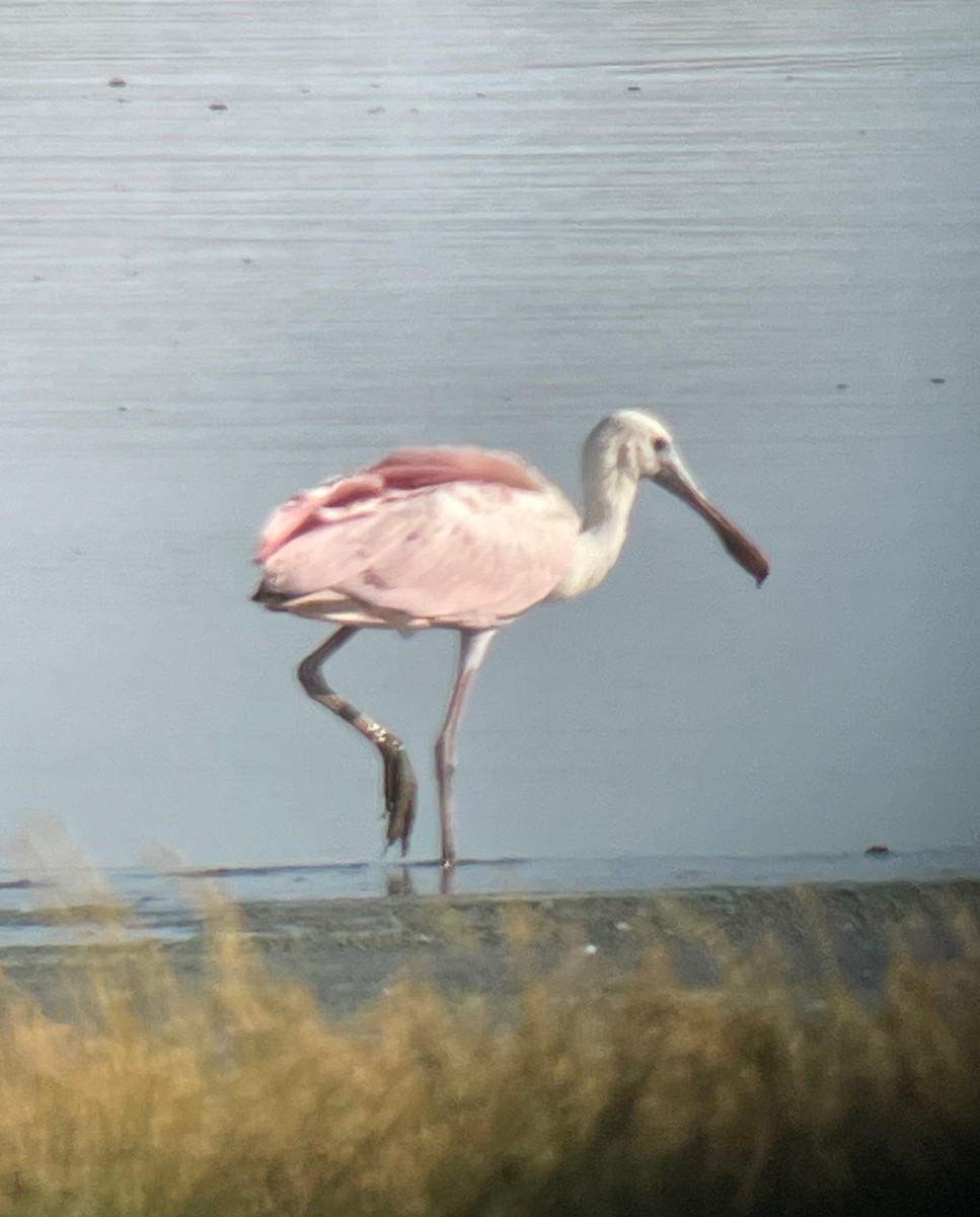 Roseate Spoonbill - ML609036350