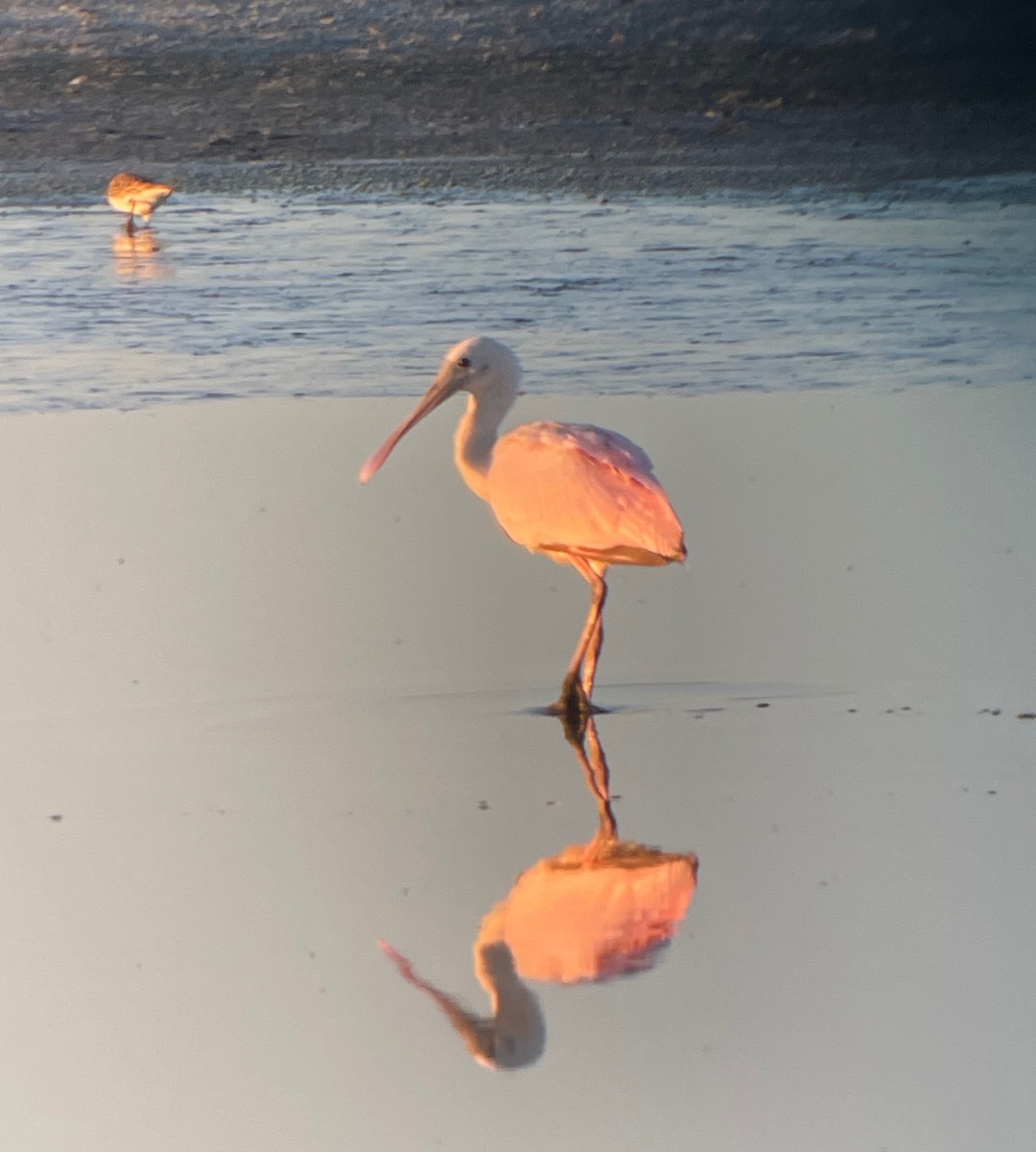 Roseate Spoonbill - ML609036356