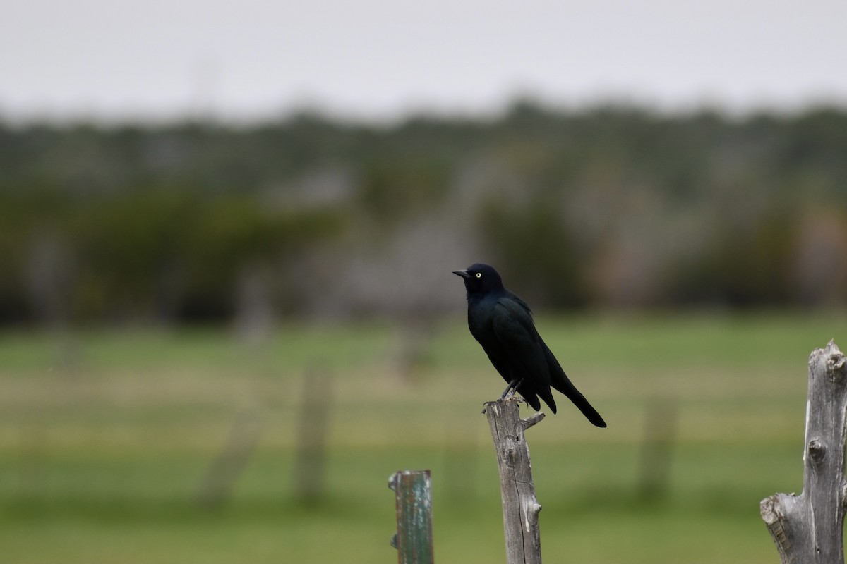 Brewer's Blackbird - ML609036357