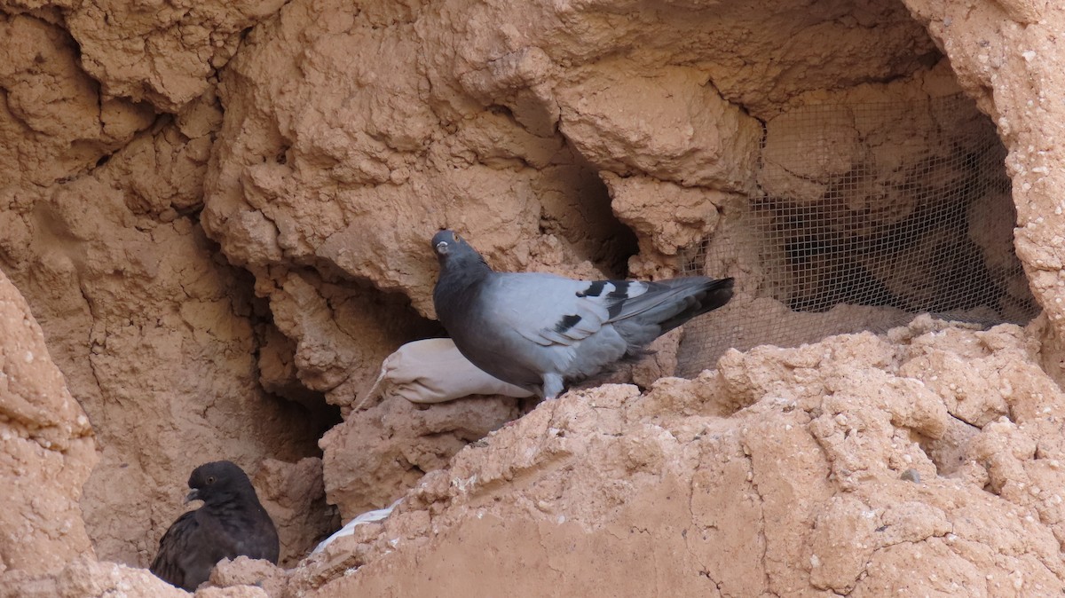 Rock Pigeon (Feral Pigeon) - ML609036363