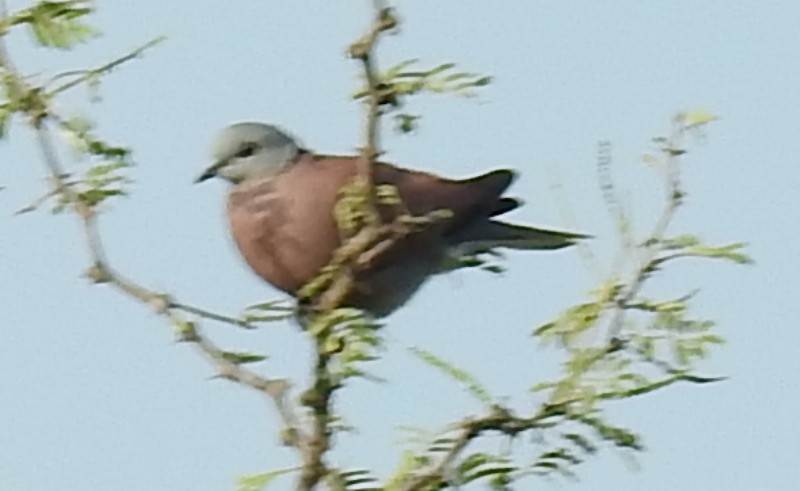 Red Collared-Dove - ML609036370