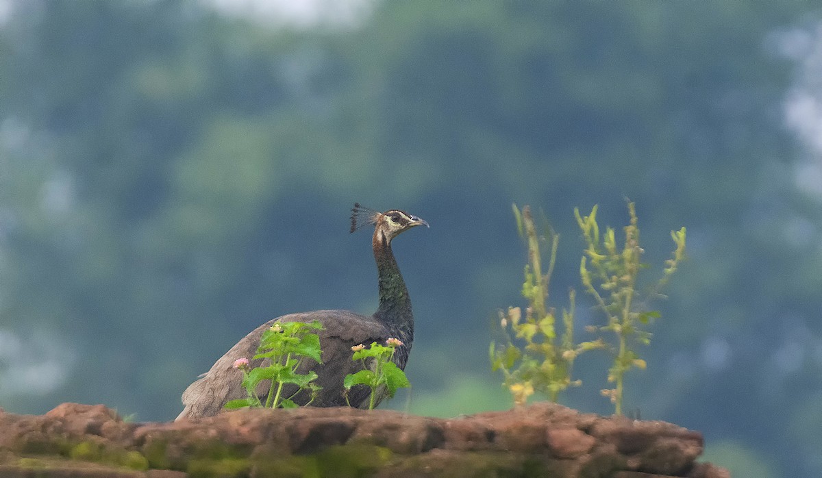 Indian Peafowl - ML609036389