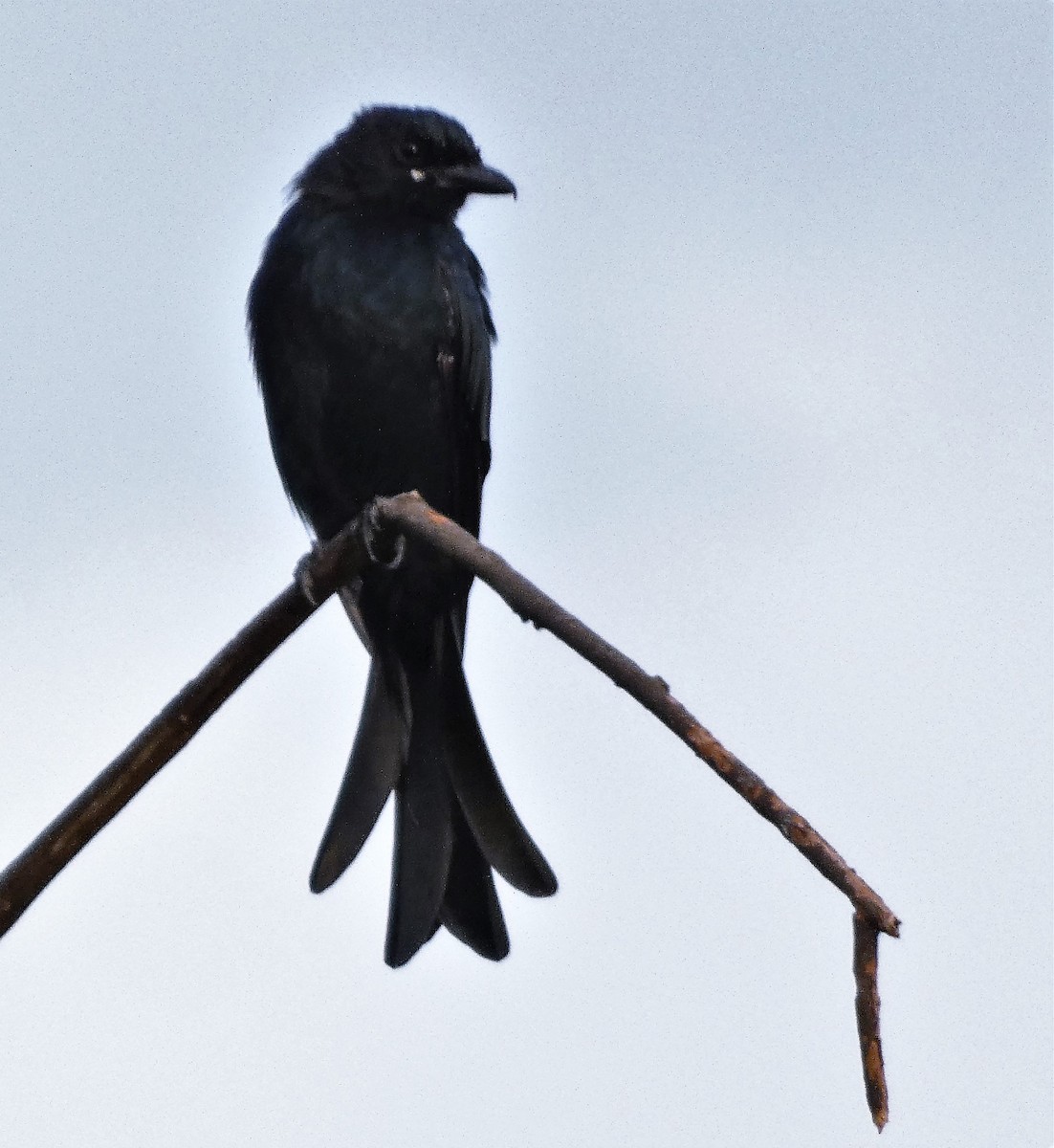 Black Drongo - ML609036397