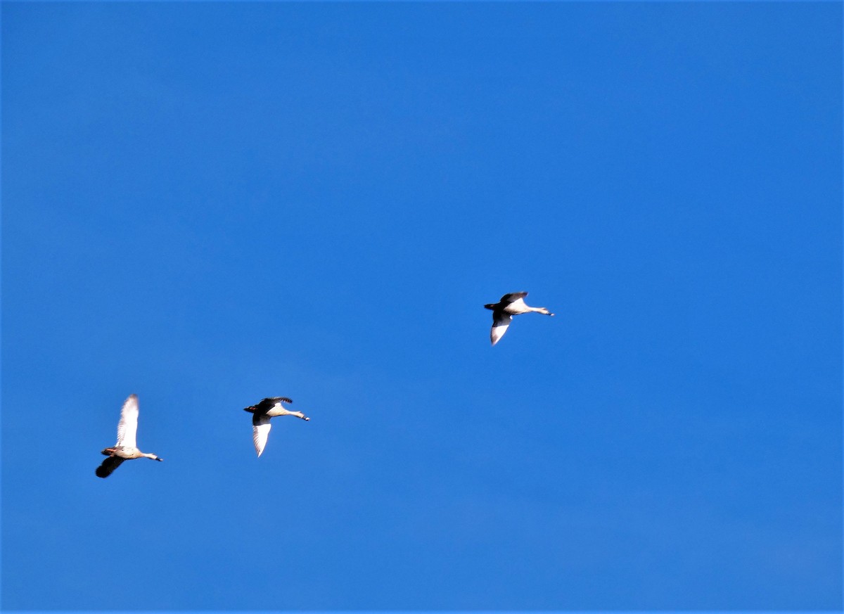 Indian Spot-billed Duck - ML609036463