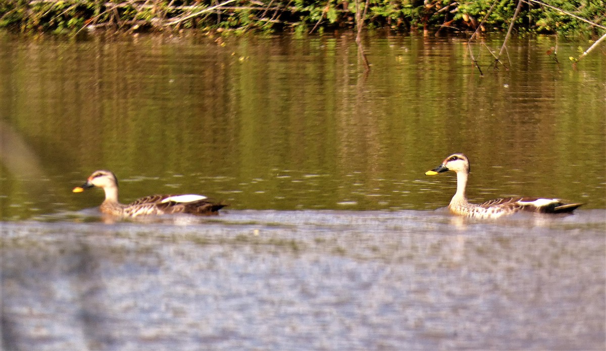 Indian Spot-billed Duck - ML609036509