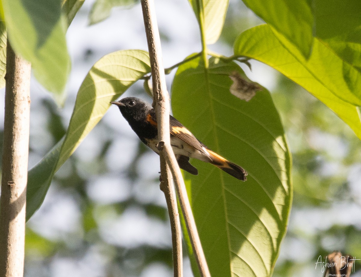 American Redstart - Ashwini Bhatt