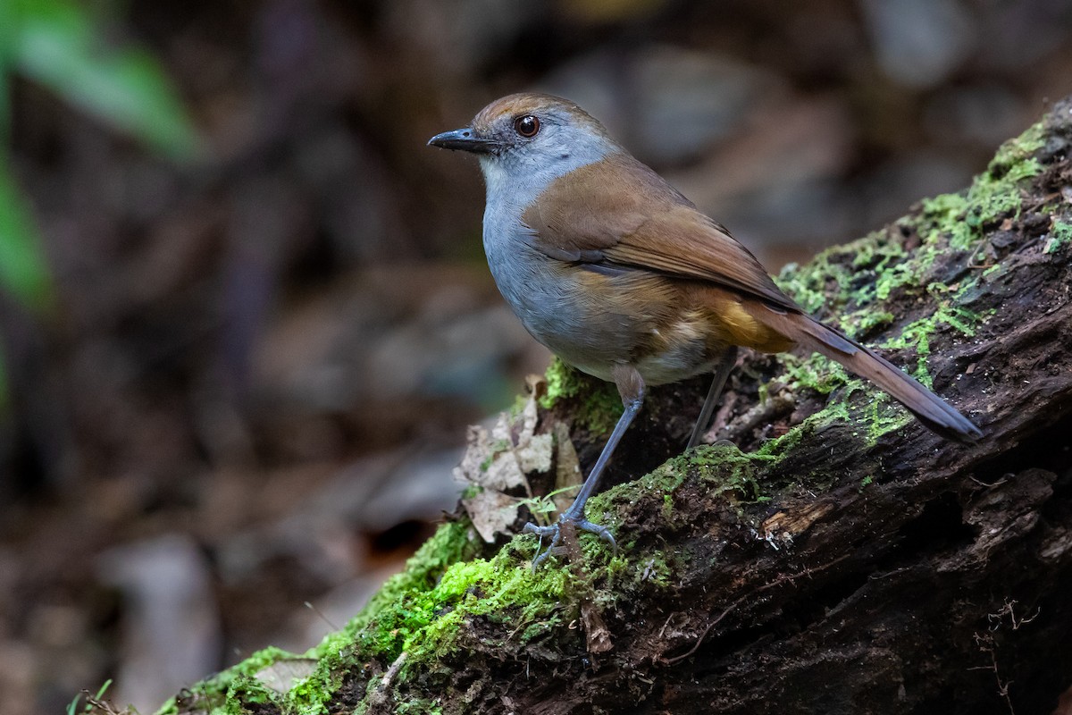 Bagobo Robin - ML609036559