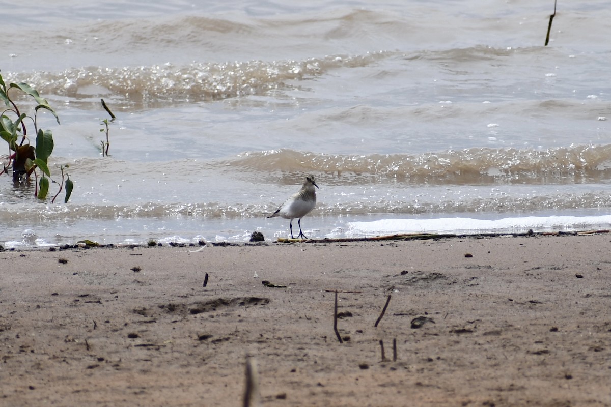 Baird's Sandpiper - ML609036574