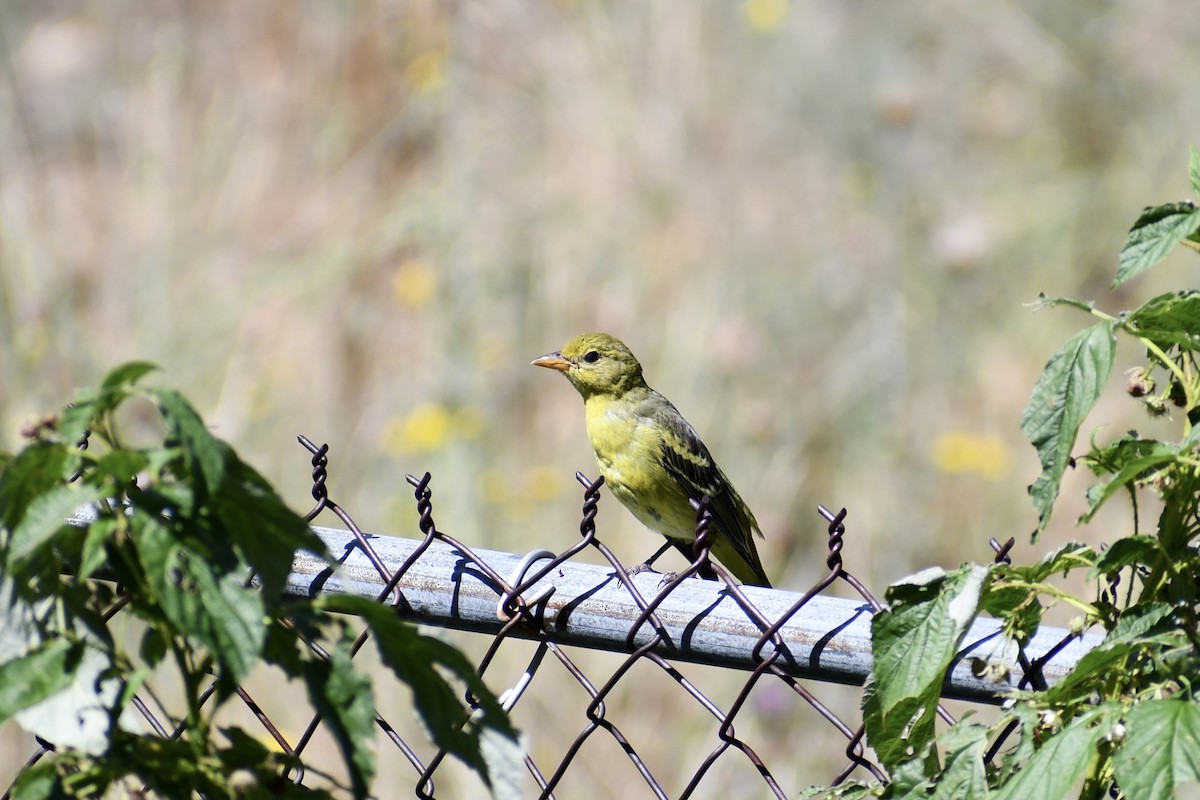 Western Tanager - ML609036623