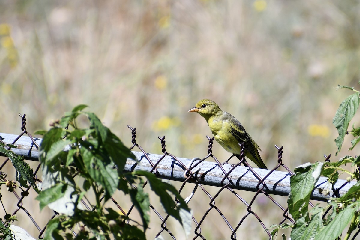 Western Tanager - ML609036625