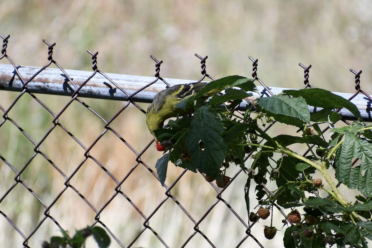 Western Tanager - ML609036626