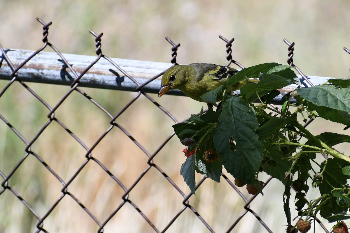 Western Tanager - ML609036627