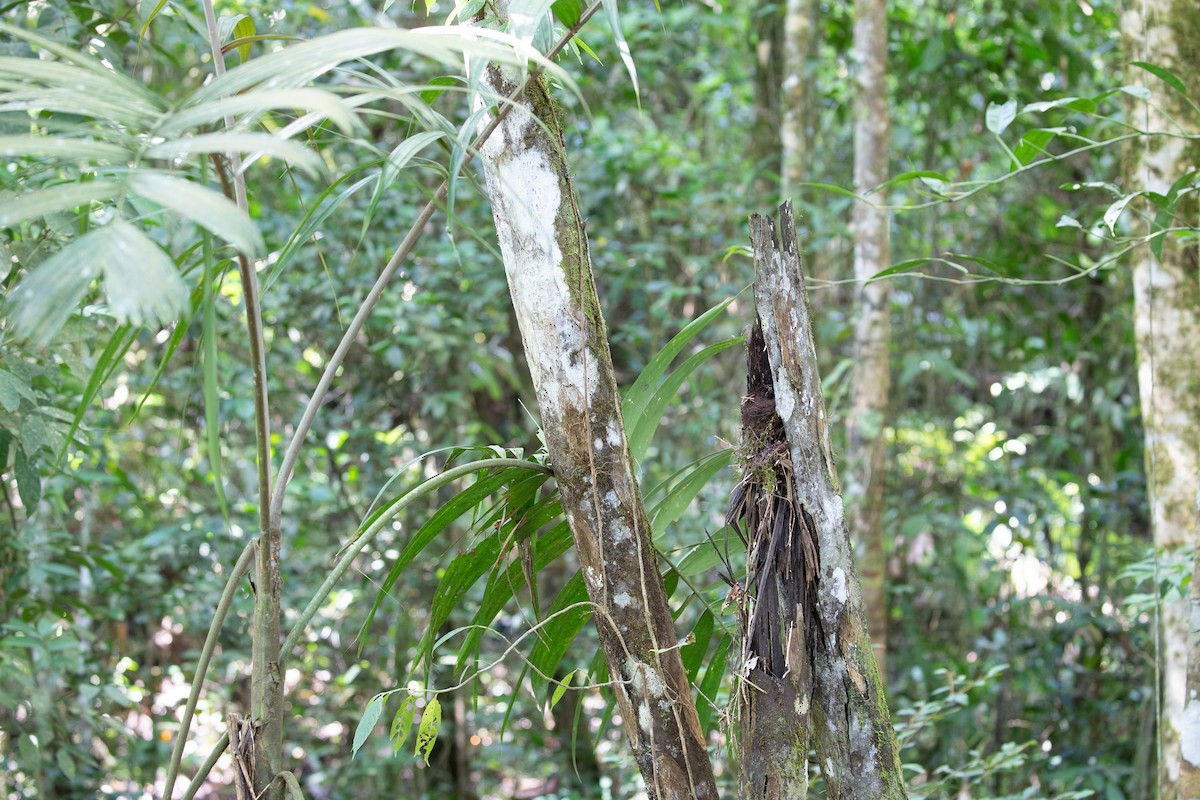 Bagobo Robin - ML609036630