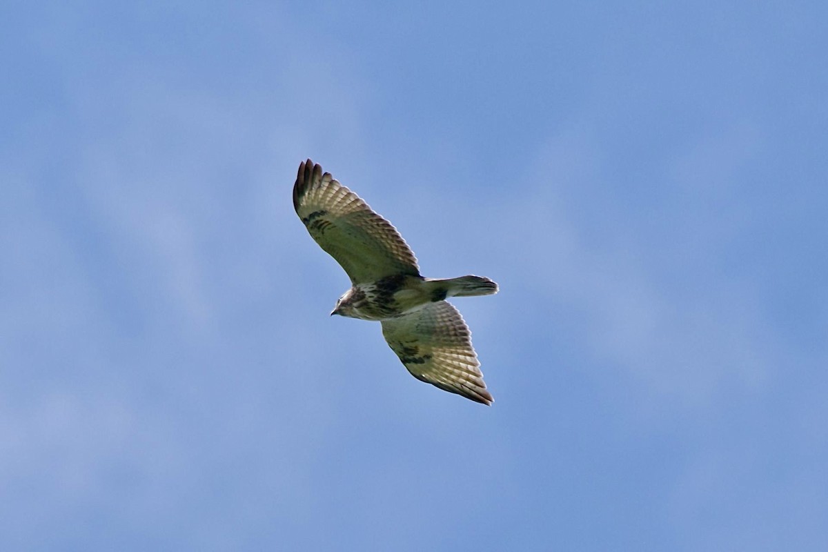 Eastern Buzzard - ML609036641