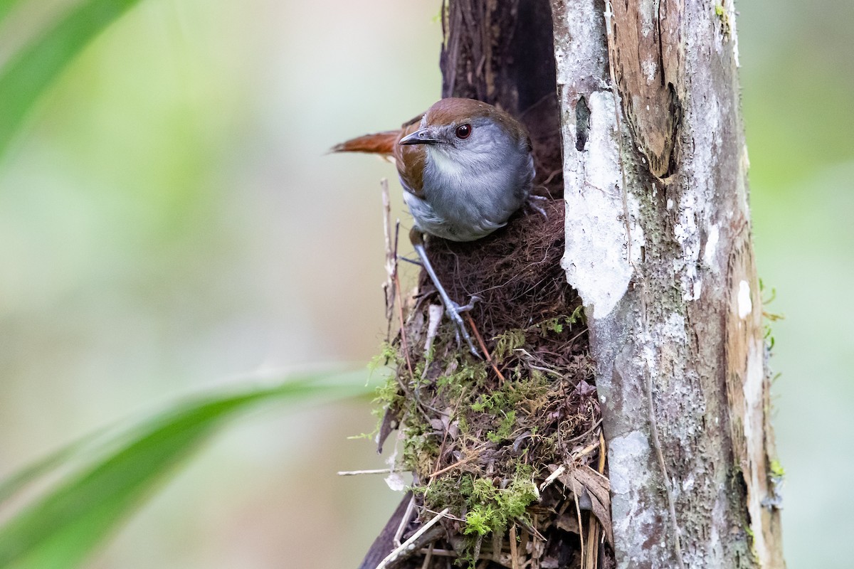 Bagobo Robin - ML609036679