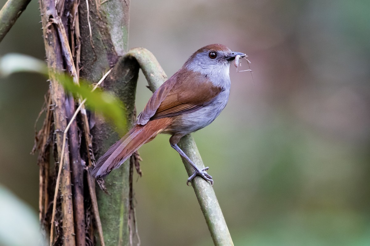 Bagobo Robin - ML609036680