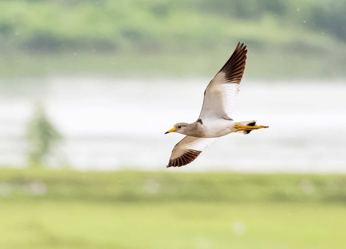 Gray-headed Lapwing - ML609036692