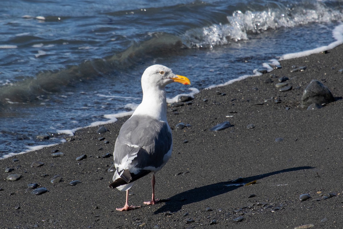 Western Gull - Robin Corcoran