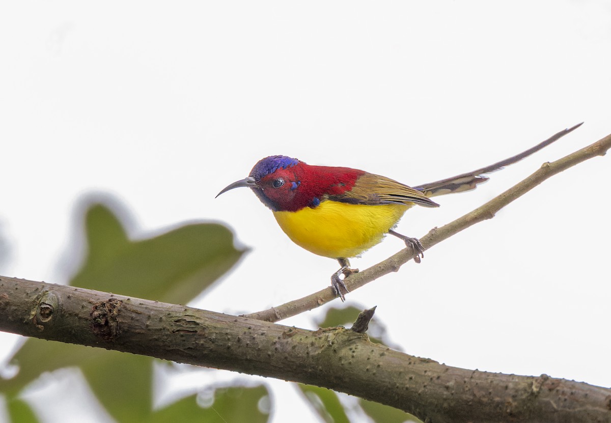 Mrs. Gould's Sunbird - ML609036745