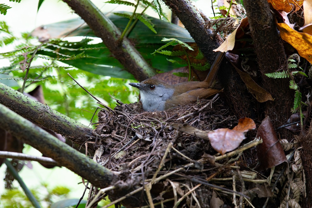 Bagobo Robin - ML609036787