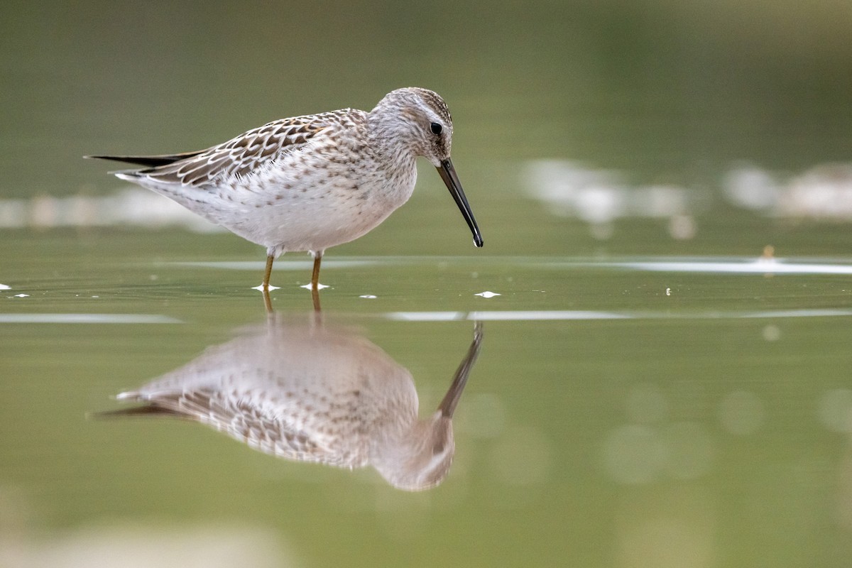 Stilt Sandpiper - ML609036798