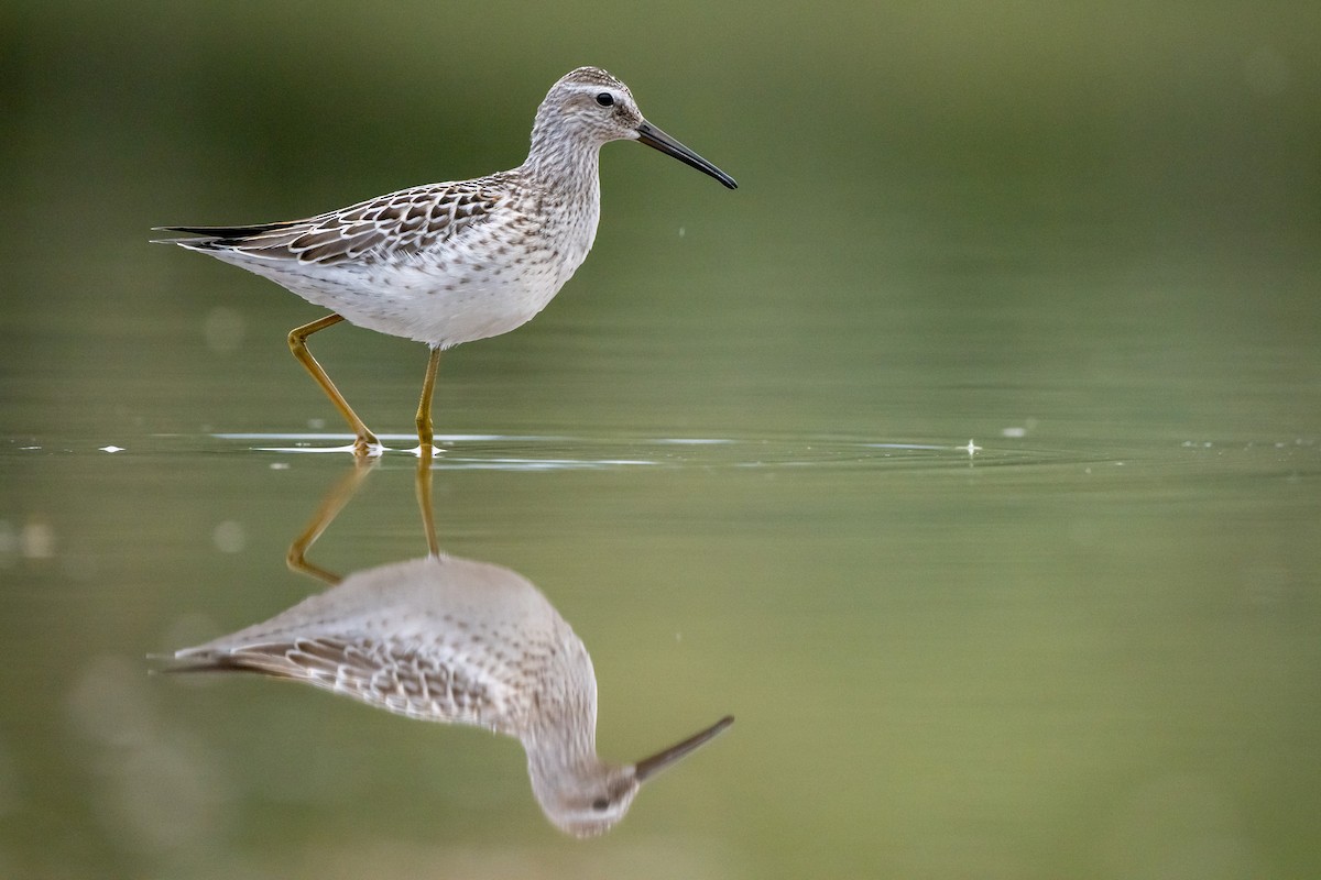 Stilt Sandpiper - Adam Perrier