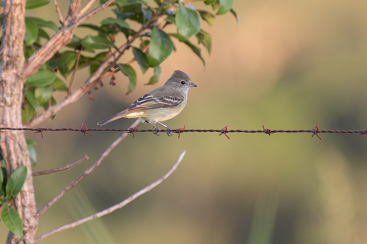 Southern Scrub-Flycatcher - ML609036825