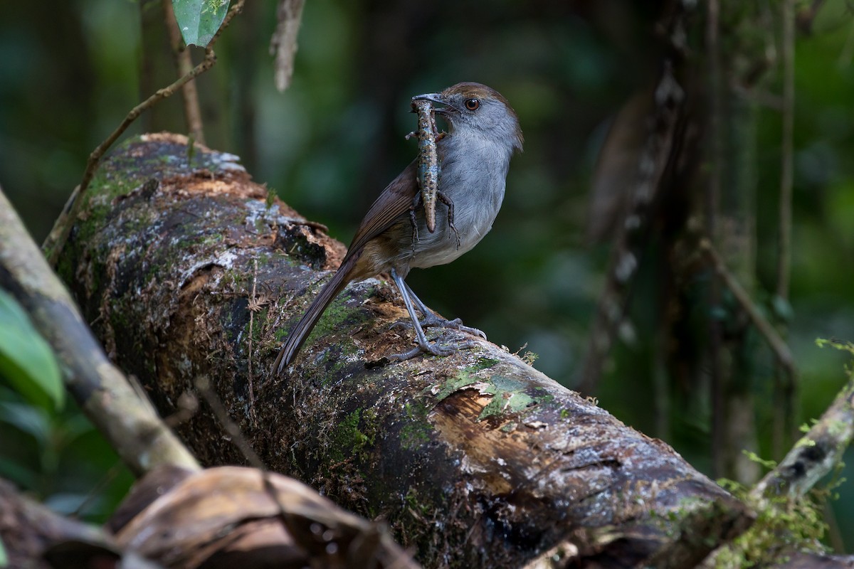 Bagobo Robin - ML609036841