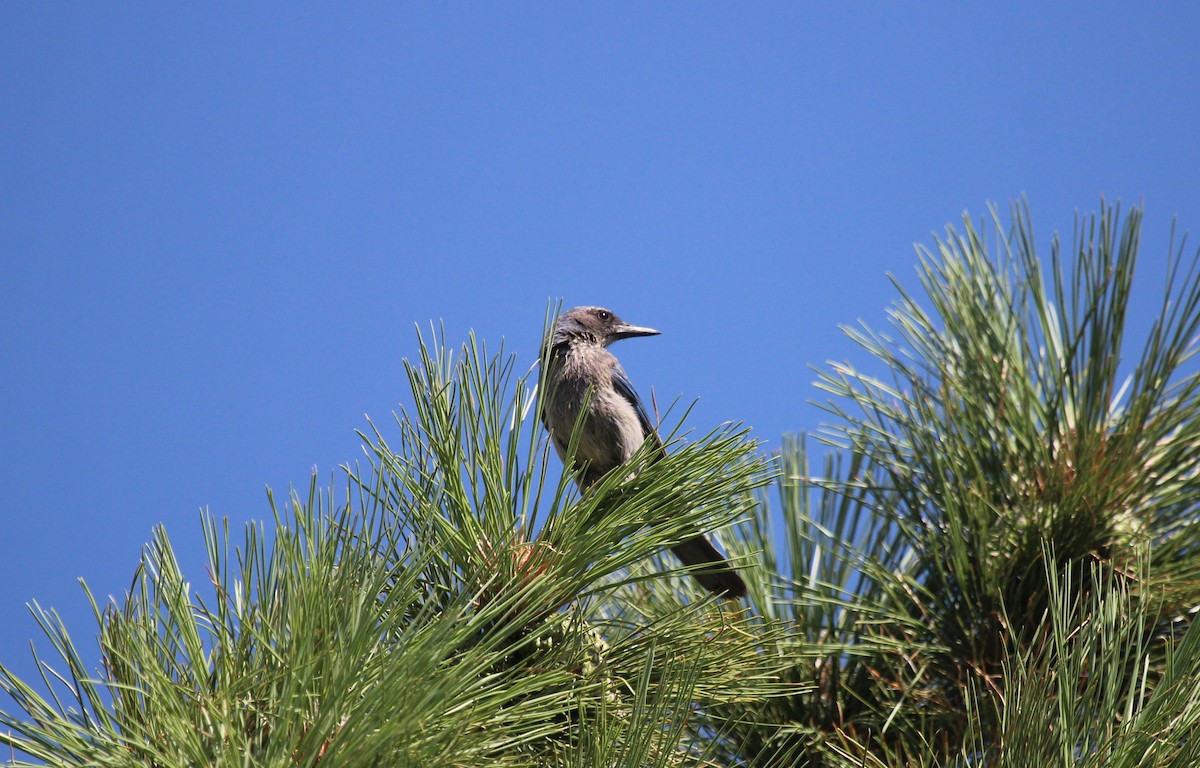 Woodhouse's Scrub-Jay - ML609036899