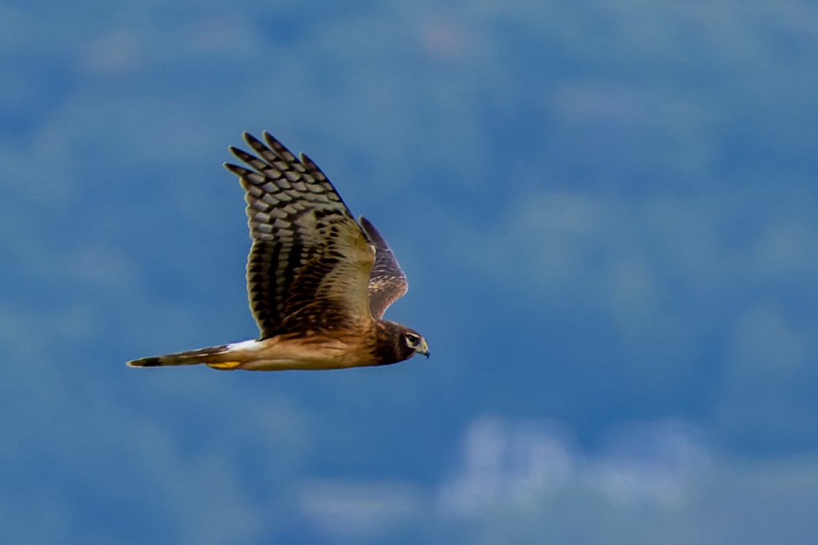 Northern Harrier - ML609036978