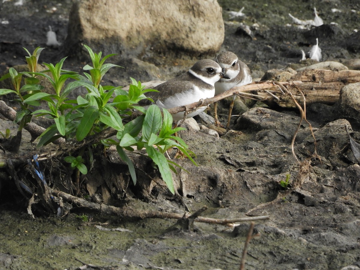 Semipalmated Plover - ML609036998
