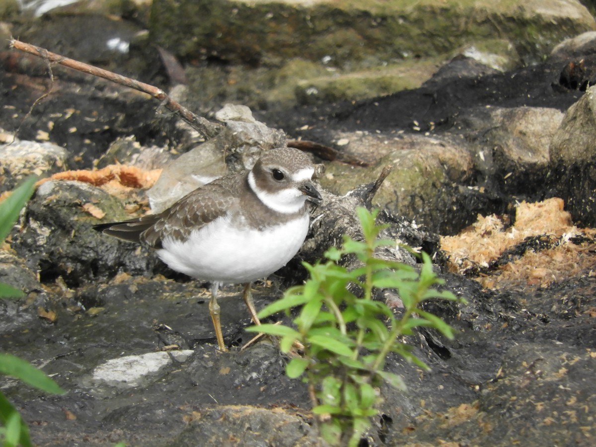 Semipalmated Plover - ML609037049